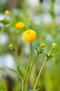 Ranunculus acris 'Multiplex' - P9 - image 5