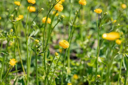 Ranunculus acris 'Multiplex' - P9 - image 1
