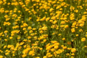 Ranunculus acris 'Multiplex' - P9 - image 2