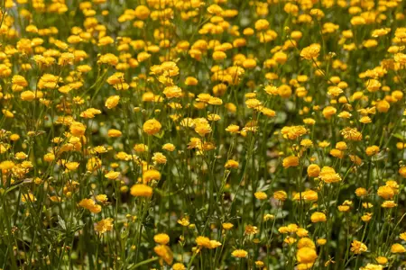 Ranunculus acris 'Multiplex' - P9 - image 4