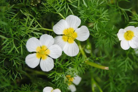Ranunculus aquatilis - 17 cm aquatic basket
