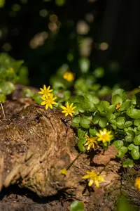 Ranunculus ficaria