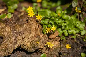 Ranunculus ficaria - P9 - image 2