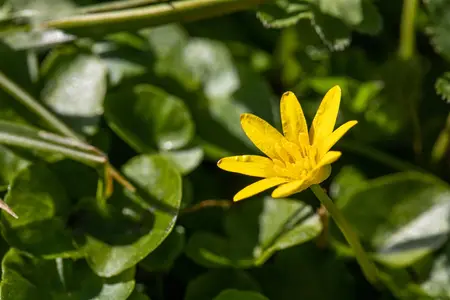 Ranunculus ficaria - P9 - image 3
