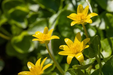 Ranunculus ficaria - P9 - image 4