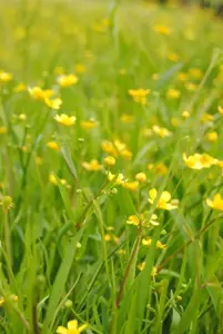Ranunculus flammula