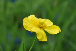 Ranunculus lingua