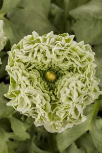 Ranunculus mix