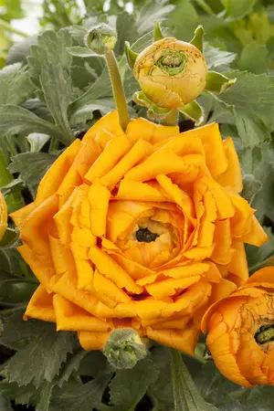 Ranunculus mix - flower bulb 10/12 - image 2