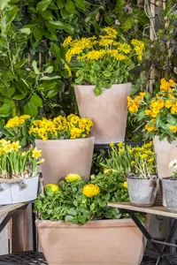 Ranunculus mix - flower bulb 10/12 - image 3