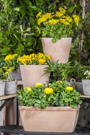Ranunculus mix - flower bulb 10/12 - image 5