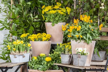 Ranunculus mix - flower bulb 10/12 - image 4