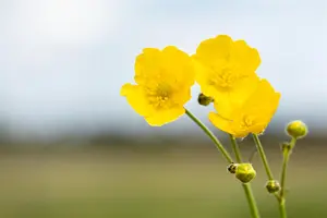 Ranunculus 'Picotee Cafe' - flower bulb 6/8 - image 2