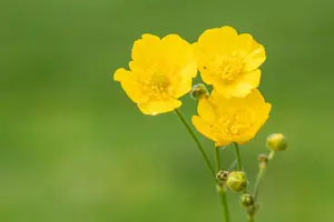 Ranunculus 'Picotee Cafe' - flower bulb 6/8 - image 4