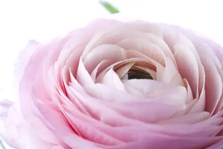 Ranunculus 'Picotee Rose' - flower bulb 6/8