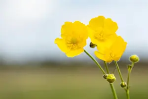 Ranunculus repens