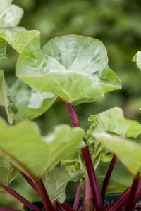 Rheum rhabarbarum - P13 - image 3