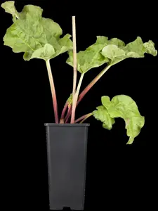 Rheum rhabarbarum - P13 - image 5