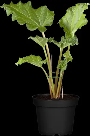 Rheum rhabarbarum - P13 - image 1