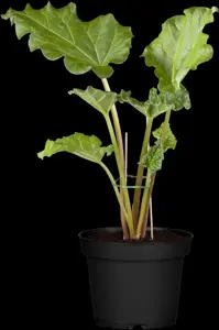 Rheum rhabarbarum