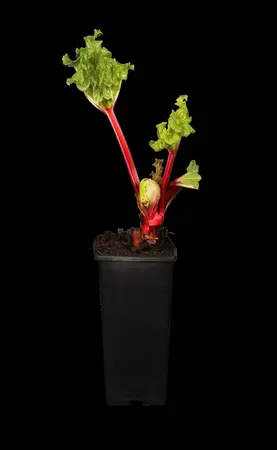 Rheum rhabarbarum 'Goliath' - 3 Ltr pot - image 2