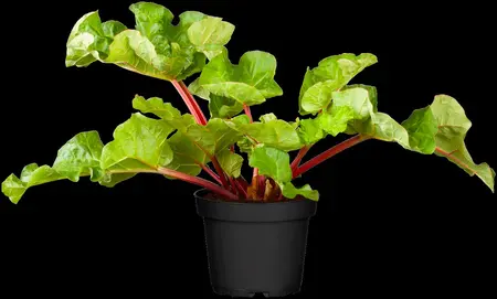 Rheum rhabarbarum 'Holsteiner Bl?t' - 3 Ltr pot - image 2