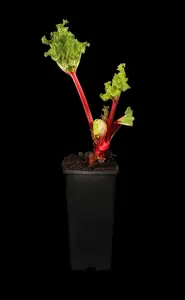 Rheum rhabarbarum 'Holsteiner Bl?t'