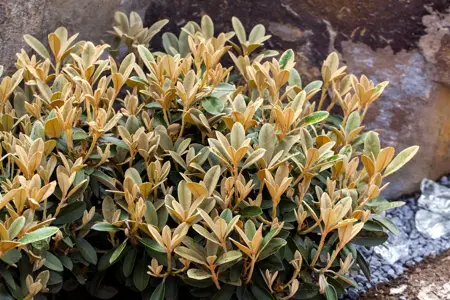 RHODO DWARF BLUE SILVER 7.5L - image 4