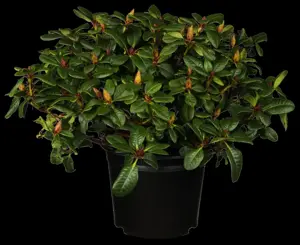 RHODO DWARF ELIZABETH RED 7.5L - image 3