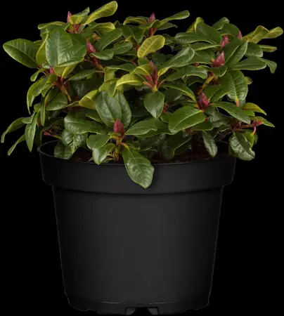 RHODO DWARF GINNY GEE 3L - image 4