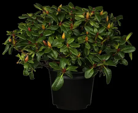 RHODO DWARF GINNY GEE 3L - image 3