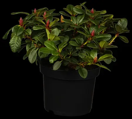 RHODO DWARF WINSOME 7.5L - image 1