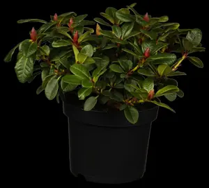 RHODO DWARF WINSOME