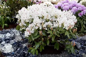 RHODO MADAME MASON