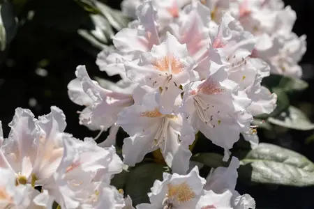 RHODO MADAME MASON 5L - image 5