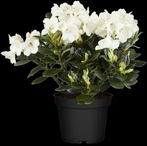 RHODO MADAME MASON 5L - image 4