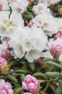RHODO Y DREAMLAND 3L - image 3