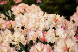 RHODO y GRUMPY