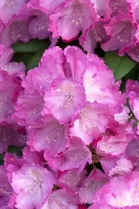 RHODO y POLARIS