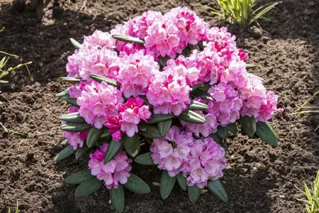 RHODO y POLARIS 7L - image 3