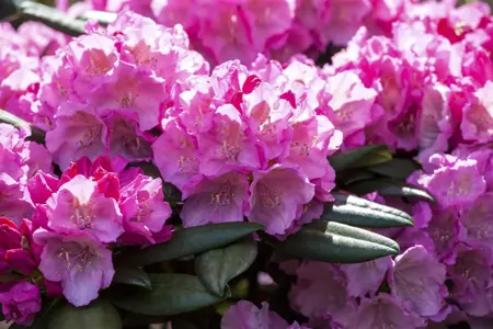 RHODO y POLARIS 7L - image 4