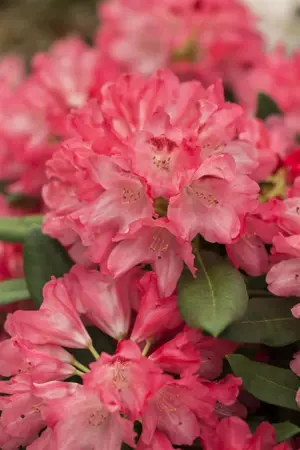 RHODO y SNEEZY 3L - image 1
