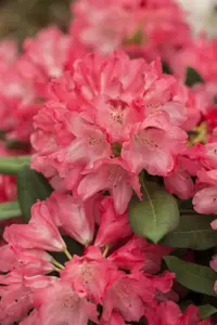 RHODO y SNEEZY