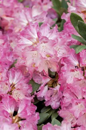 RHODO y SNEEZY 3L - image 4