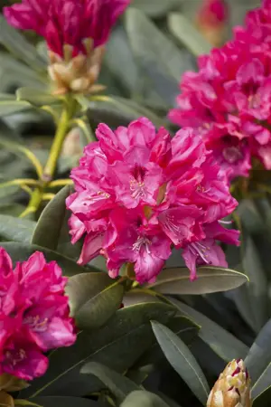 RHODO y SNEEZY 3L - image 5