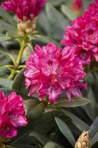 RHODO y SNEEZY 3L - image 5