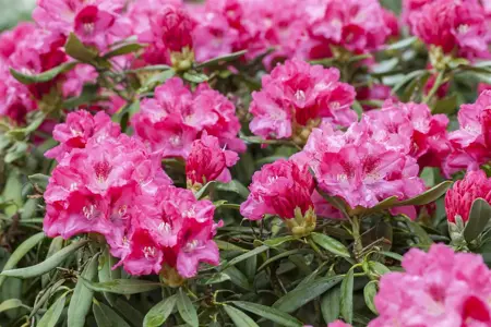RHODO y SNEEZY 3L - image 3