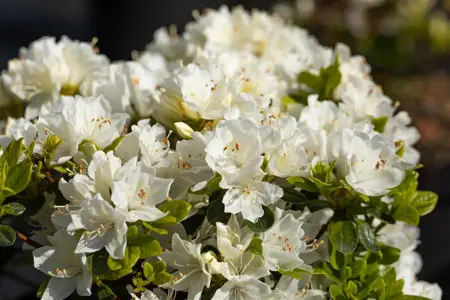 Rhododendron (AJ) 'Adonis' - 3 Ltr pot