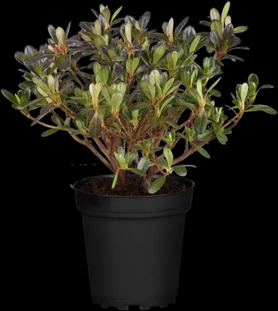 Rhododendron (AJ) 'Anne Frank' - P9 - image 1