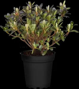 Rhododendron (AJ) 'Anne Frank'